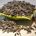 Sunflower seed with large shell